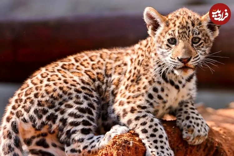 ببینید؛ جسارت توله‌پلنگ‌ها و رویارویی پرتنش با اسب آبی