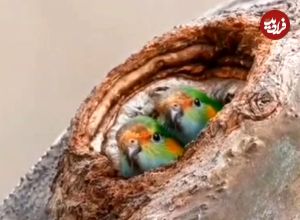 ( ویدیو) انتظار دیدنی دو پرنده‌ کوچک برای بازگشت والدین خود