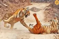 (ویدئو) درگیری شدید ببر نر با ببر ماده سارق
