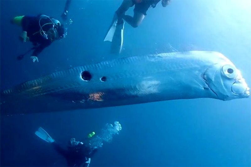 (ویدیو) عجیب‌ترین ماهی جهان؛ شنا به صورت عمودی به طور مادام‌العمر!