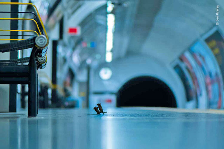 (ویدیو) یک موش زبل مترو را به هم ریخت!