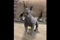 (ویدئو) این بچه کرگدن عاشق این است که بدنش را بخارانند