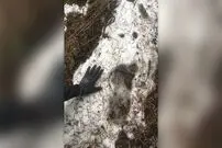 موی کشف شدۀ «غول برفی» موی اسب از کار درآمد! 