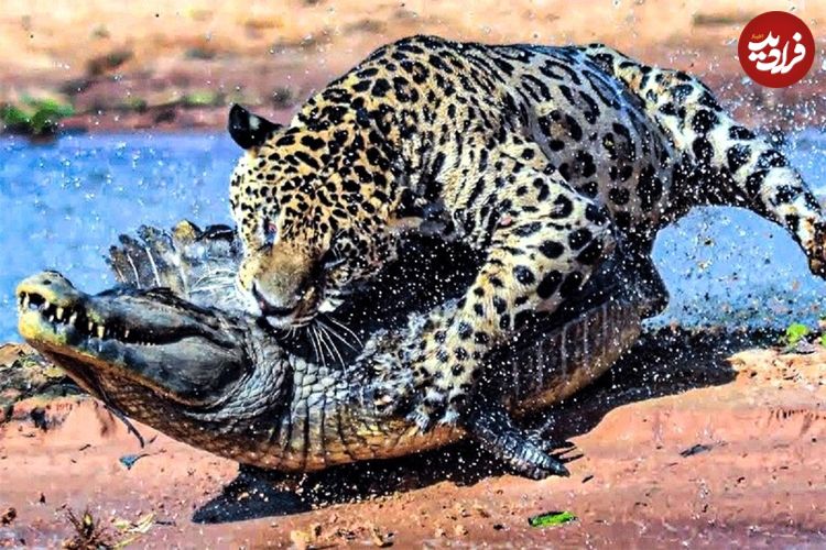 ببینید؛ شکار سرعتی تمساح توسط پلنگ!