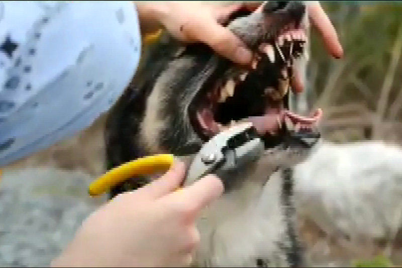 (ویدئو) عاقبت دردناک سگی که درخت کاکتوس را گاز گرفت!