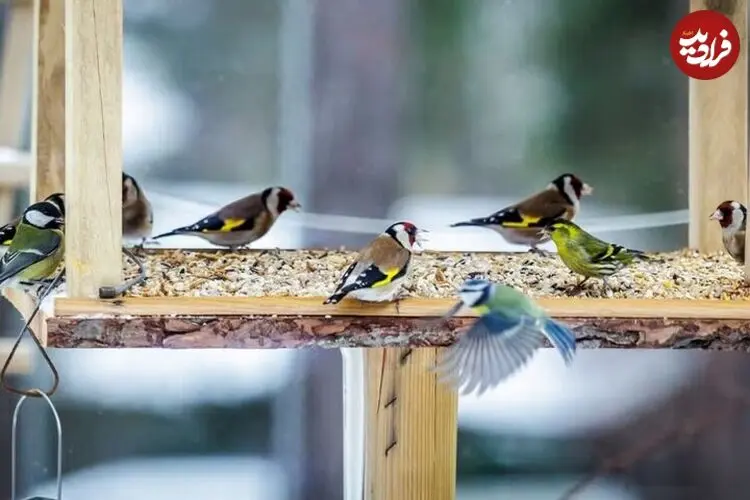 ارتباط غذا دادن به پرندگان با حال خوب انسان