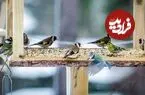 ارتباط غذا دادن به پرندگان با حال خوب انسان