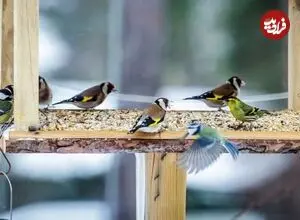 ارتباط غذا دادن به پرندگان با حال خوب انسان