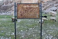 عکس| پشم‌چینی گوسفندان کنار سنگ‌نگاره ساسانی!