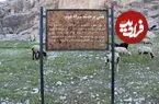 عکس| پشم‌چینی گوسفندان کنار سنگ‌نگاره ساسانی!