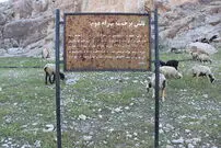 عکس| پشم‌چینی گوسفندان کنار سنگ‌نگاره ساسانی!