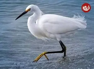 ببینید| شکار حواصیل نگون‌بخت توسط آناکوندای غول‌پیکر