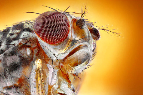 کشف نخستین شواهد از درد مزمن در حشرات برای درمان دردهای انسان