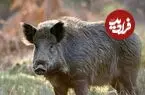 عکس| سفر زمان؛ تصویری از «درخت گراز» در مزارع مازندران در دوران ناصرالدین شاه
