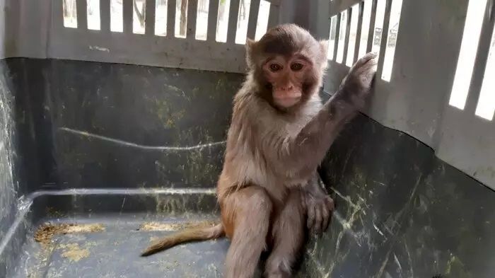(ویدئو) نگهداری میمون و پرندگان شکاری در یک قفس در باغ وحش زاهدان!
