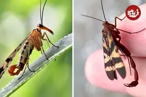 ببینید| مگس عقرب؛ حشره ای عجیب با دمی شبیه عقرب!