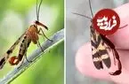 ببینید| مگس عقرب؛ حشره ای عجیب با دمی شبیه عقرب!