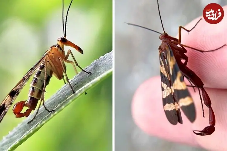 ببینید| مگس عقرب؛ حشره ای عجیب با دمی شبیه عقرب!