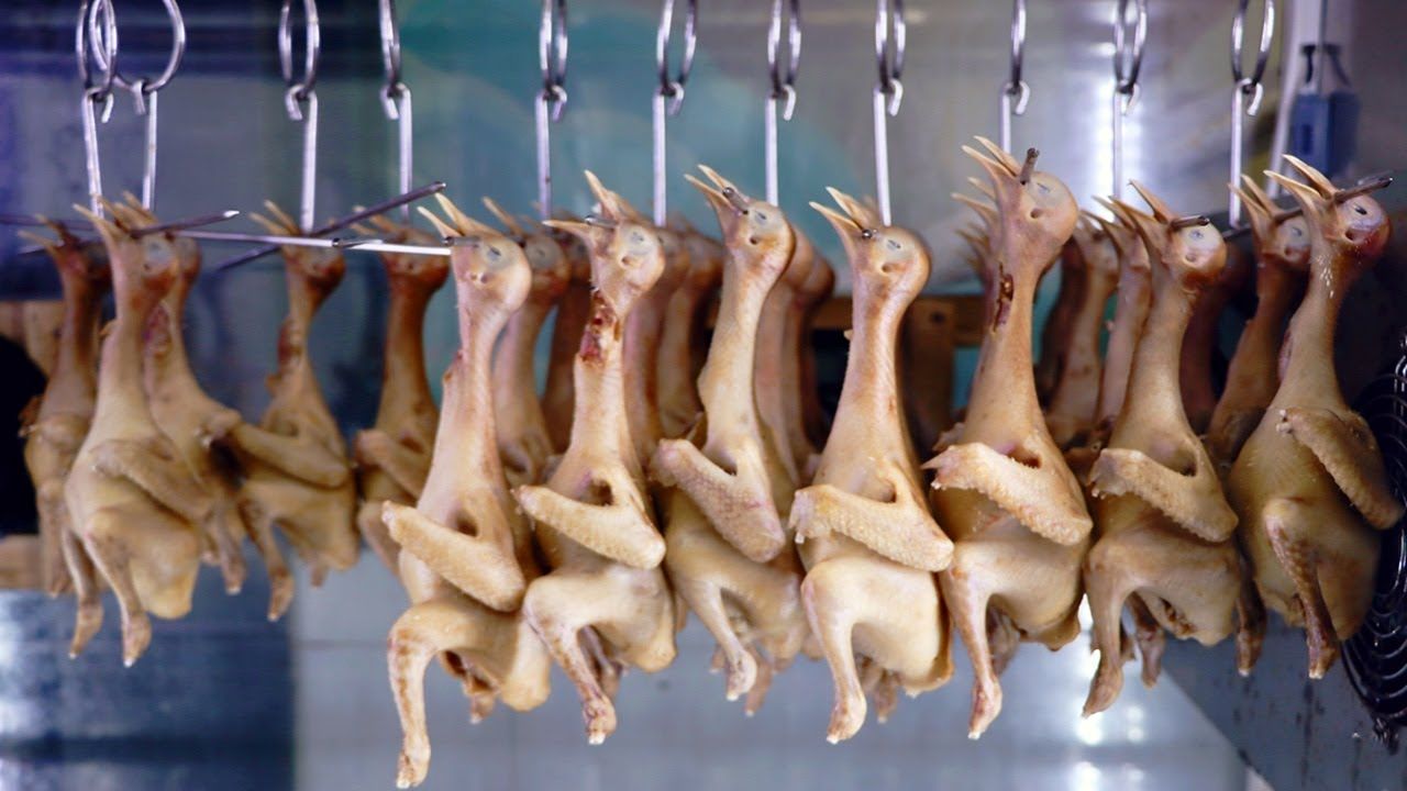 (ویدئو) چگونه چینی ها میلیون ها کبوتر را پس از پرورش در کارخانه بسته بندی می کنند؟