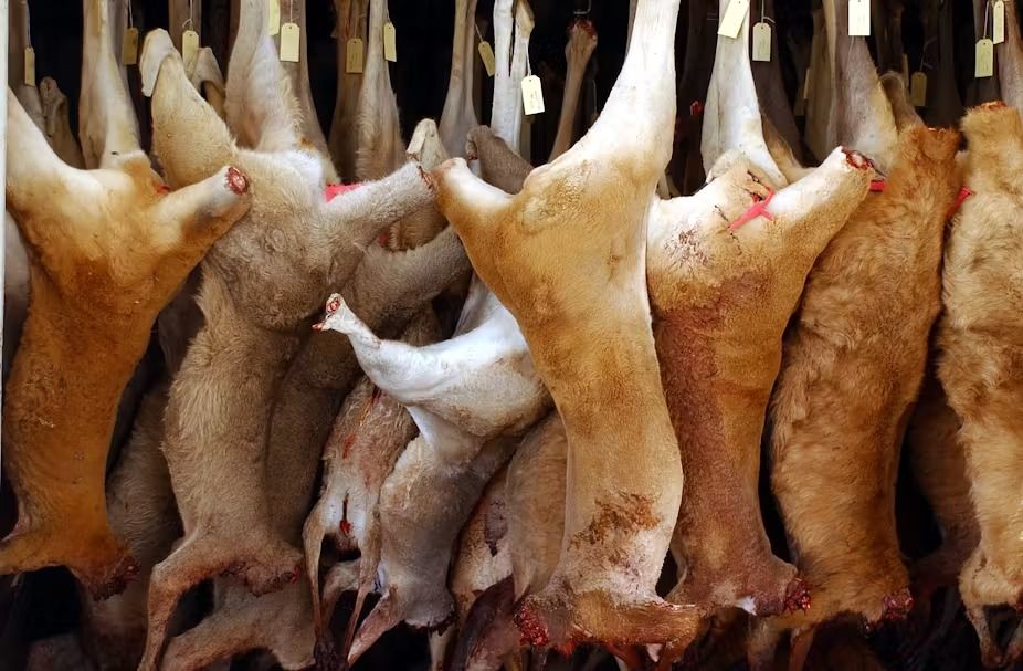 (ویدئو) ببینید چگونه گوشت هزاران کانگورو را در کارخانه برش زده و بسته بندی می کنند