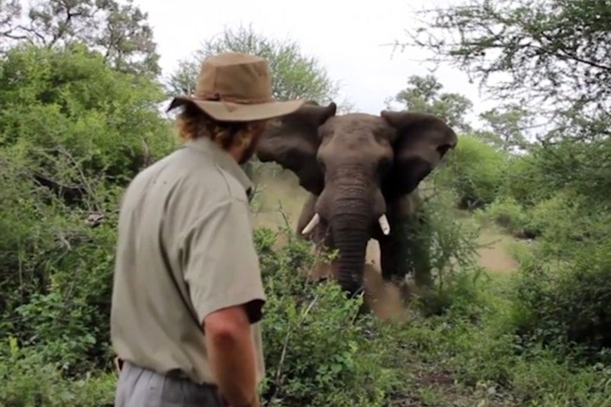 (ویدئو) شجاعت باورنکردنی یک محیط بان در برابر حمله فیل غول پیکر خشمگین