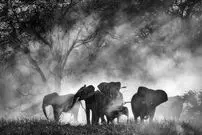 تصاویر| فیل‌های روح آنگولا دوباره ظاهر شدند؛ کشف گله‌ای کمیاب که پس از دهه‌ها جنگ و شکار در ارتفاعات پنهان شده بودند! 