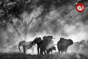 تصاویر| فیل‌های روح آنگولا دوباره ظاهر شدند؛ کشف گله‌ای کمیاب که پس از دهه‌ها جنگ و شکار در ارتفاعات پنهان شده بودند! 