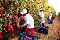 (ویدئو) فرآیند دیدنی کشت، برداشت و فرآوری صدها تن انار توسط کشاورزان آمریکایی