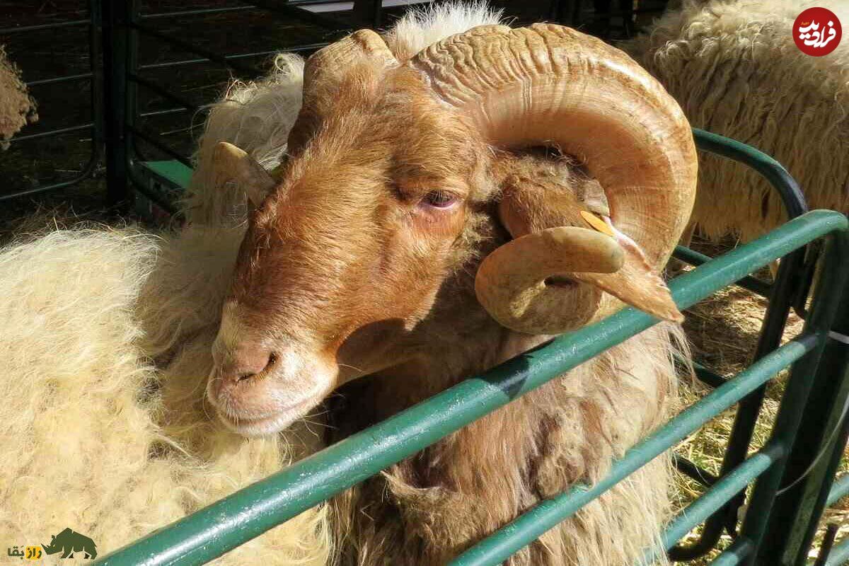 (تصاویر) «عواسی»؛ گوسفند مشهور عراقی که بزرگترین گوسفند «شیرده» خاورمیانه است