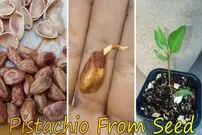 (ویدئو) با این روش خلاقانه از طریق مغز پسته، درخت پسته در خانه پرورش دهید