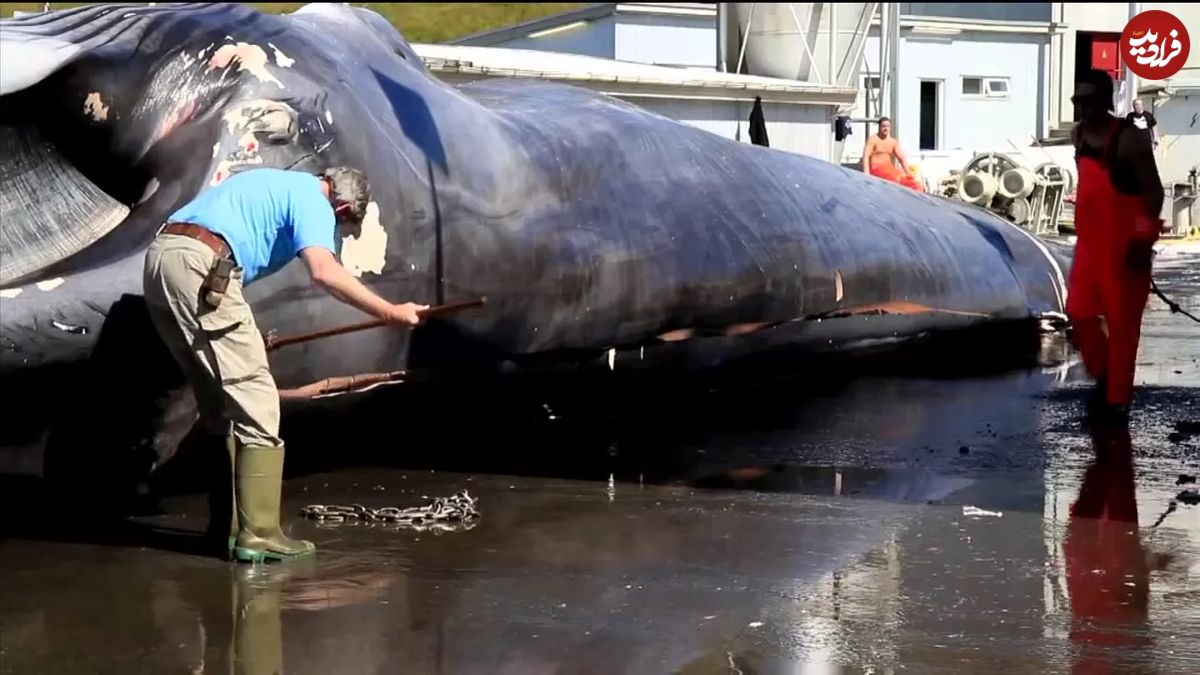 (ویدئو) صید و پردازش یک نهنگ غول پیکر 36 تنی توسط ماهیگیران نروژی
