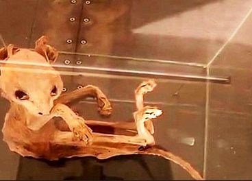 (تصاویر) کشف بقایای موجودی عجیب مومیایی شده در ترکیه