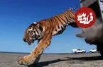 ببینید| لحظه رهاسازی نخستین ببر سیبری در قزاقستان پس از ۷۰ سال