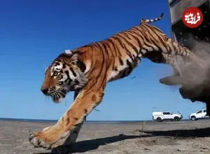 ببینید| لحظه رهاسازی نخستین ببر سیبری در قزاقستان پس از ۷۰ سال