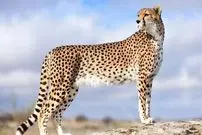 شناسایی ۲۷ فرد یوزپلنگ آسیایی در ایران