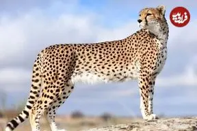 شناسایی ۲۷ فرد یوزپلنگ آسیایی در ایران