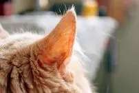 مهندسی شگفت‌انگیز «گوش گربه»