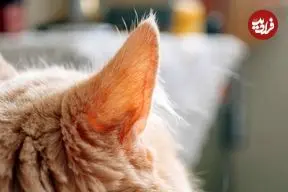 مهندسی شگفت‌انگیز «گوش گربه»