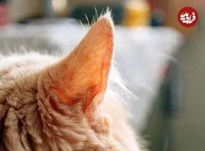 مهندسی شگفت‌انگیز «گوش گربه»