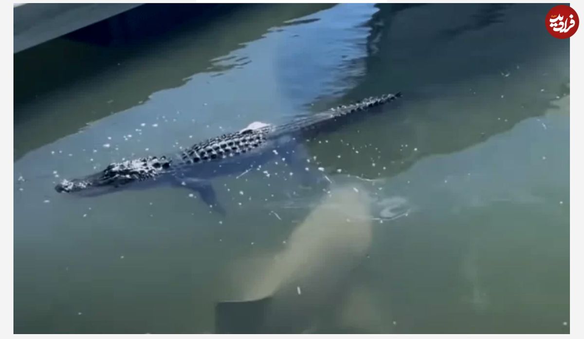 (ویدیو) کوسه‌ گرسنه پای تمساح بینوا را گاز گرفت!
