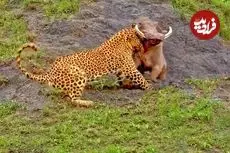 ببینید| تلاش نفس گیر گزار برای فرار از دست پلنگ گرسنه