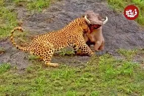 ببینید| تلاش نفس گیر گزار برای فرار از دست پلنگ گرسنه