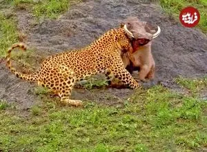 ببینید| تلاش نفس گیر گزار برای فرار از دست پلنگ گرسنه