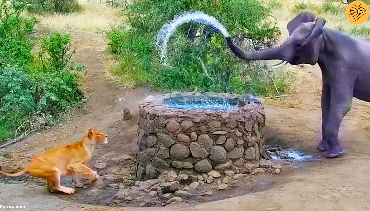 (ویدئو) فیل با پاشیدن آب یک شیر را فراری داد