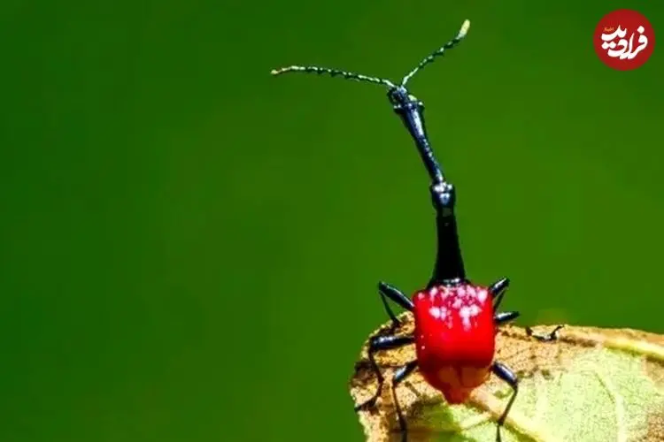 12 «سوسک» با شکل‌های متفاوت و رنگ‌های زیبا