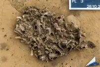 ردپایی از شکارچیان ماقبل تاریخ؛ گودال 7 هزارساله‌ای که پر از استخوان «سگ آبی» است