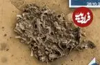 ردپایی از شکارچیان ماقبل تاریخ؛ گودال 7 هزارساله‌ای که پر از استخوان «سگ آبی» است