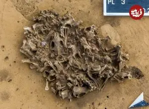 ردپایی از شکارچیان ماقبل تاریخ؛ گودال 7 هزارساله‌ای که پر از استخوان «سگ آبی» است