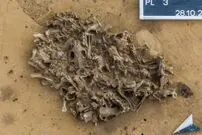 ردپایی از شکارچیان ماقبل تاریخ؛ گودال 7 هزارساله‌ای که پر از استخوان «سگ آبی» است