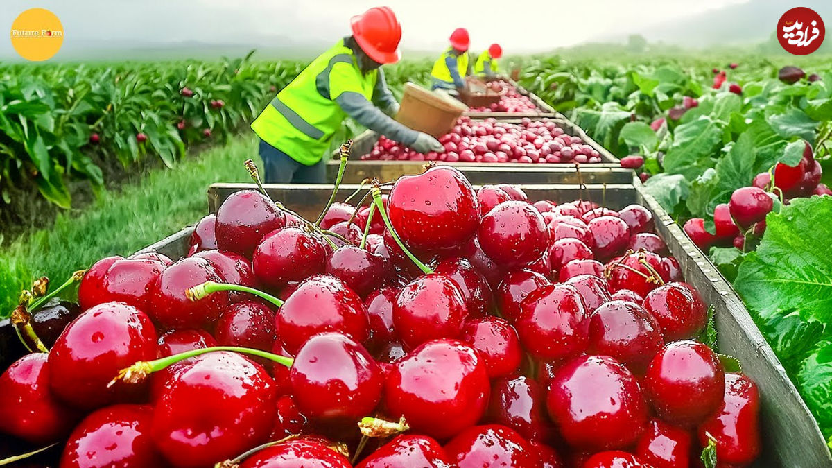 (ویدئو) چگونه کشاورزان اهل شیلی، صدها تن گیلاس را برداشت می‌کنند؟